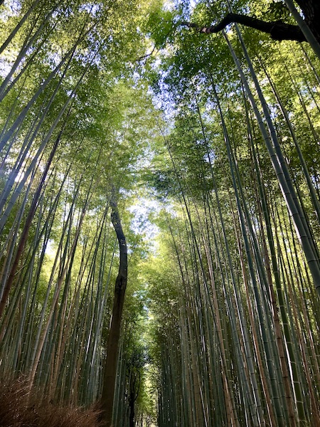 Japan-travel-Kyoto-Atelier-Cinnamon-Bamboo-Groove