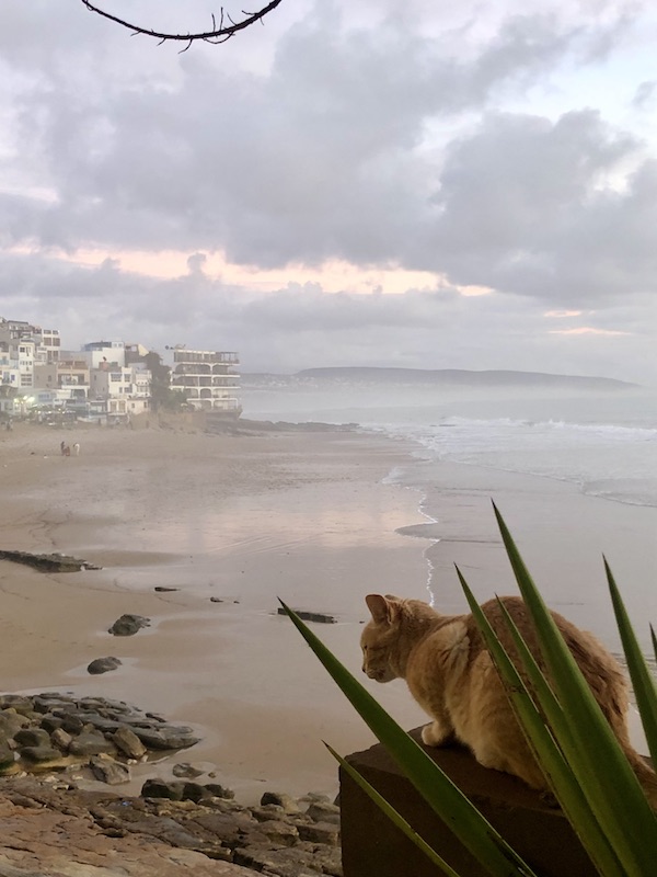 Morocco-trip-surf-cat-beach-desert-Atelier-Cinnamon