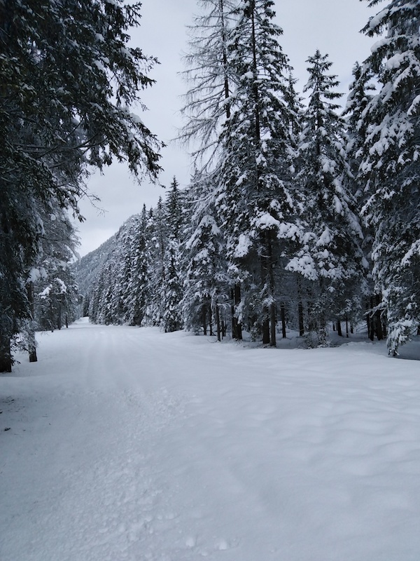 Dobbiaco-Italy-Dolomites-trees-snow-Atelier-Cinnamon